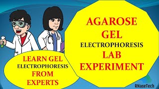 Agarose gel electrophoresis lab experiment  How to perform Gel electrophoresis in a lab [upl. by Brittne962]