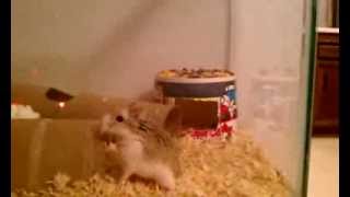 Hamsters hopping and jumping [upl. by Guillaume]