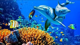 Relaxing Music to Relieve Stress Anxiety and Depression • Mind Body 🐬 Soothing music for nerves [upl. by Mercer819]