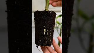 Growing lemon tree from cutting propagation lemontree shortsvideo [upl. by Adniles]