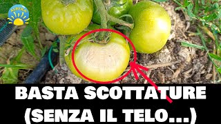 Basta SCOTTATURE su POMODORI e PEPERONI soluzione SENZA il telo Prova pratica del CAOLINO [upl. by Dibrin]