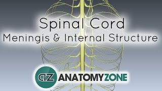 Spinal Cord  Meninges and Internal Structure  Anatomy Tutorial [upl. by Sirad]