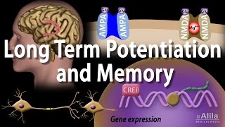 Long Term Potentiation and Memory Formation Animation [upl. by Kirenoj]