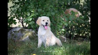 English Cream American Golden Retriever Puppy [upl. by Atile]