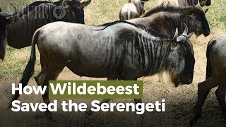 Wildebeests Are Saving The Serengeti [upl. by Dihgirb]