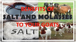 GOAT MINERALS  BENEFITS OF SALT AND MOLASSES TO YOU GOATS [upl. by Hgielyk562]