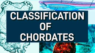 Classification of chordates  Phylum chordate classification  kingdom Animalia [upl. by Atnima]