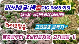 김천태성 금다육☎️010 9665 9131💕수담님과콜라보진행💕 고급창특가 💕초보자입문용💗잘키운금다육 라방특가판매💕 [upl. by Llerrod]