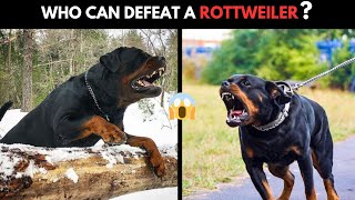 6 Dogs That Could Defeat a Rottweiler [upl. by Carleton93]