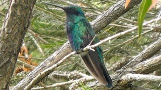 Canto do beijaflorvioleta Colibri coruscans [upl. by Otter]