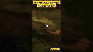 The Venomous Platypus Natures Oddity [upl. by Janeen]