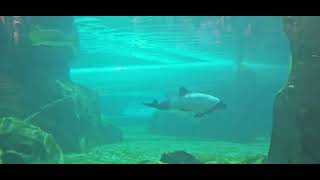 Commersons Dolphins Underwater viewing Aquatica Orlando 4262024 [upl. by Doehne]