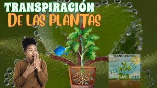 TRANSPIRACIÓN en las PLANTAS [upl. by Vesta]