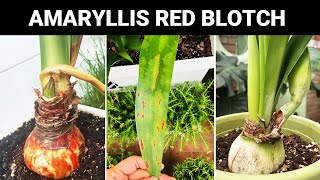 What to Do with Amaryllis Red Blotch  Amaryllis Hippeastrum Disease and Care [upl. by Noivad]