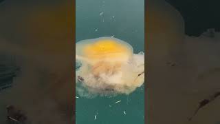 Massive jellyfish near DeCourcy Island BC jellyfish nature ocean n [upl. by Ellswerth]