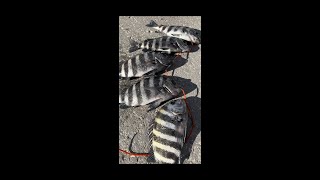 SHEEPSHEAD Fishing with Fiddler Crabs at John Pass EP68 [upl. by Naenej]