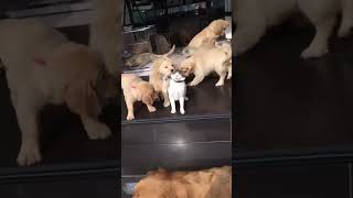 Golden Retriever puppies swarm cat for cuddles [upl. by Aekal]