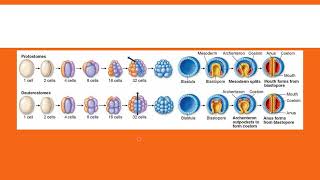 Protostomes vs Deuterostomes [upl. by Yvan]