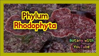 Phylum Rhodophyta botanywithyoutube botany english [upl. by Aurilia]