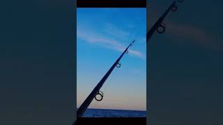 The Needle Fish The Secret to Landing Monster Bluefish [upl. by Stuart]