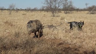 Western QLD Pig Hunting Trip  Part 3 [upl. by Hutchings]