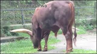 ANKOLE WATUSI  SAPI AMERIKA  BOS TAURUS INDICUS [upl. by Lavella552]