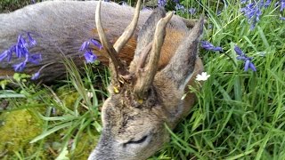 Hunting Giant English Roebucks Bockjagd Mai [upl. by Verneuil]