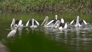 Australian Pelican Pelecanus conspicillatus [upl. by Orpah154]