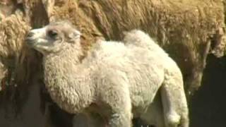 Camel calf at Saint Louis Zoo [upl. by Anitreb]