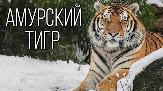 Амурский тигр Могучий хозяин Тайги  Интересные факты про тигров [upl. by Rue]