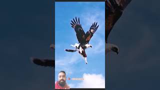 Eagle vs Cat🔥 animals trending viralvideo wildlife eagle peregrinefalcon goldeneagle shorts [upl. by Atyekram411]