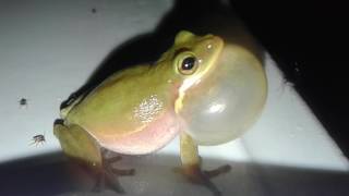 When a frog croaks literally Rubys Zoo [upl. by Ahseele291]