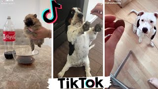 Funniest DOGS of TikTok Compilation  Try Not To Laugh  Cute Puppies TIK TOK [upl. by Meggie145]