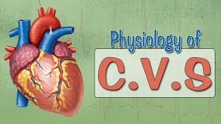 Easy Physiology  CVS  Cardiac Action Potential [upl. by Mukund]