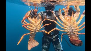 Big Bugs and Fish  Dive North of Akaroa [upl. by Tiff]