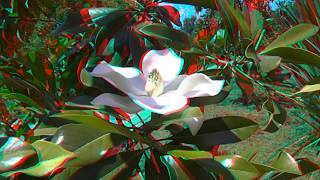 Amazing garden 3D anaglyph [upl. by Kartis]