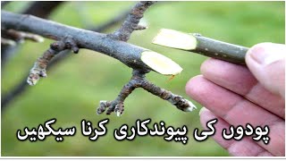 Grafting Techniques in Fruits and Vegetable Plants  پیوندکاری کا طریقہ کار [upl. by Benco]