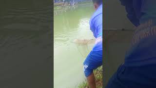 Amazing Fishing video The Man catching the Bighead carp 12Kg Fish from competition [upl. by Nilats375]