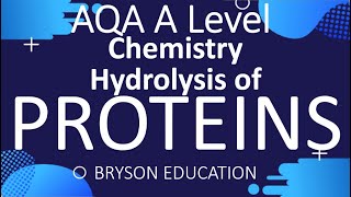 Hydrolysis of Proteins [upl. by Centeno860]