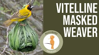 Vitelline MaskedWeaver africanbirds birds birding [upl. by Treble763]