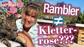 Für RamblerROSEN Fans So verschönerst Du Deinen Gartenzaun total attraktiv 🌸🌹 [upl. by Hanway141]