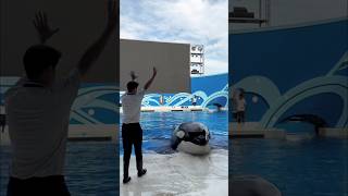 Why did this boy make the dolphin itch shorts shortvideo [upl. by Moselle]