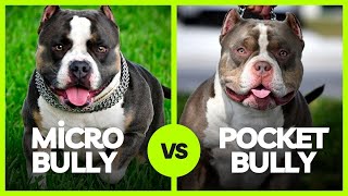 Micro Bully vs Pocket Bully What’s The Difference [upl. by Bone]