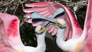 Roseate spoonbills fight for nesting space [upl. by Astrid]