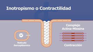 Propiedades del corazón  Inotropismo o Contractilidad [upl. by Naujuj]