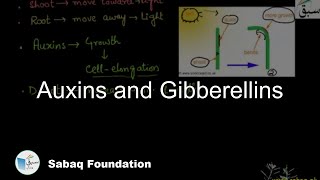 Auxins and Gibberellins Biology Lecture  Sabaqpk [upl. by Larcher]