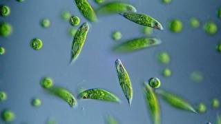 Euglena viridis  BF DIC microscope 400x [upl. by Eneleahcim]