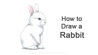 How To Draw Rabbit Baby Bunny [upl. by Nealon958]