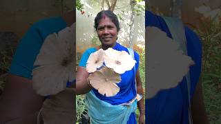 இன்ப அதிர்ச்சி🍀Thanks to Mother Nature🙏💚Home garden mushroomnatutehealthylifestyleshorts [upl. by Nicki]