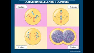 Tout savoir et comprendre sur la mitose [upl. by Slavic106]